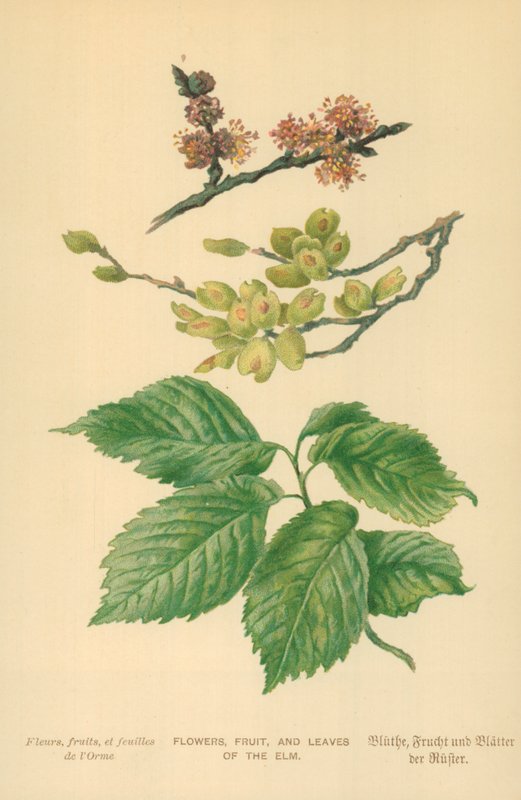 Blomster, frukt og blader av almen av William Henry James Boot
