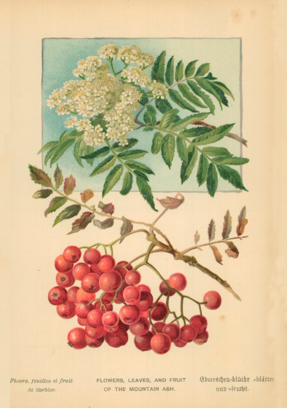 Blomster, blader og frukt av fjellaske av William Henry James Boot