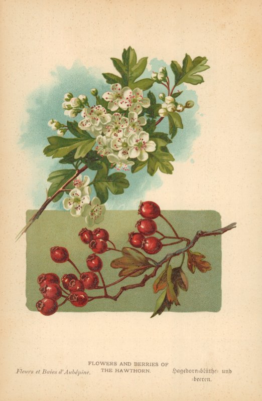 Blomster og bær av hagtorn av William Henry James Boot