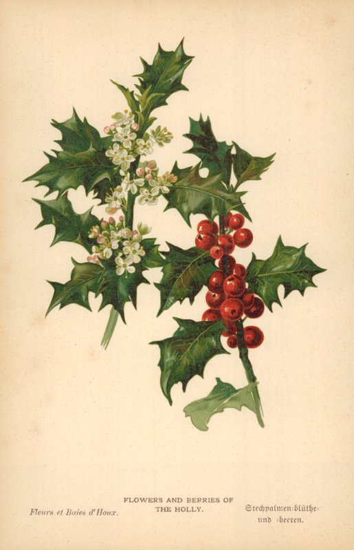 Blomster og bær av Holly av William Henry James Boot