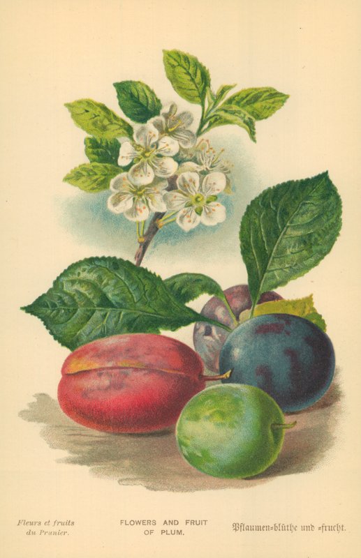 Blomster og frukt av plomme av William Henry James Boot