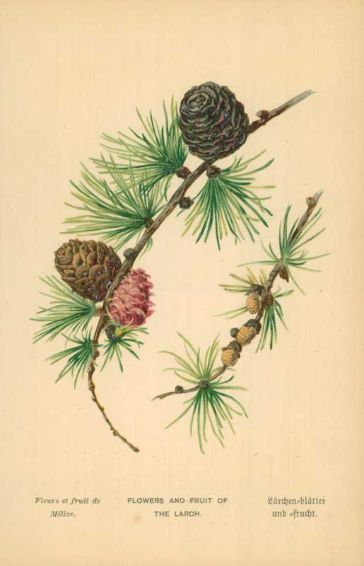 Blomster og frukt av lerken av William Henry James Boot