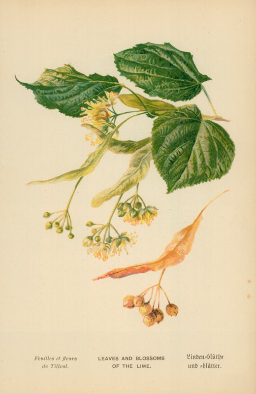Blader og blomster av lime av William Henry James Boot