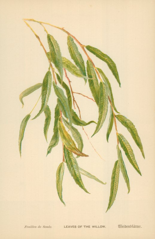 Blader av Willow av William Henry James Boot