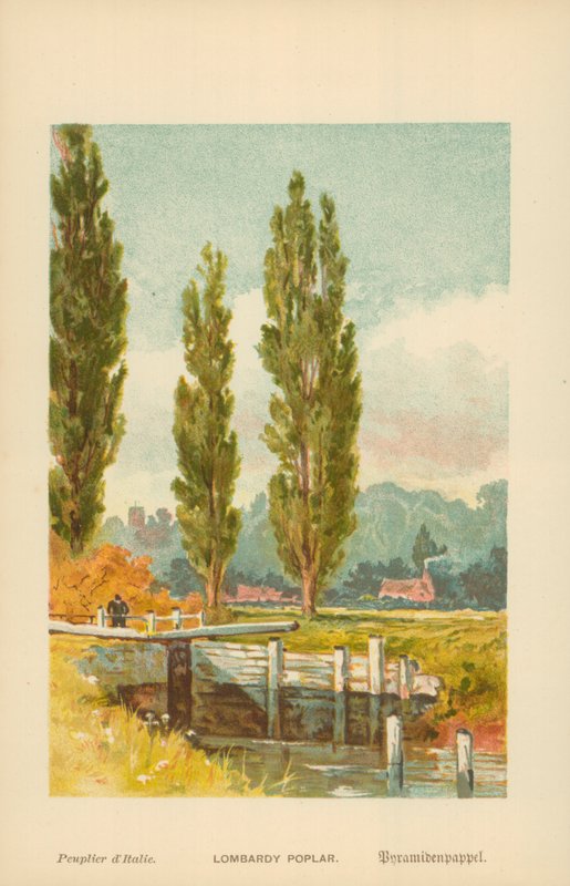Lombardia-poppel av William Henry James Boot