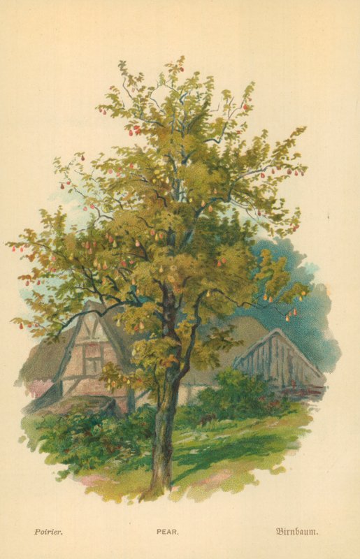 Pære av William Henry James Boot