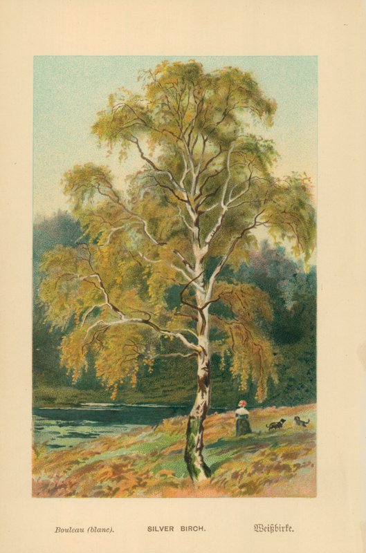 Sølv bjørk av William Henry James Boot