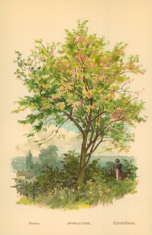 Spindel-tre av William Henry James Boot