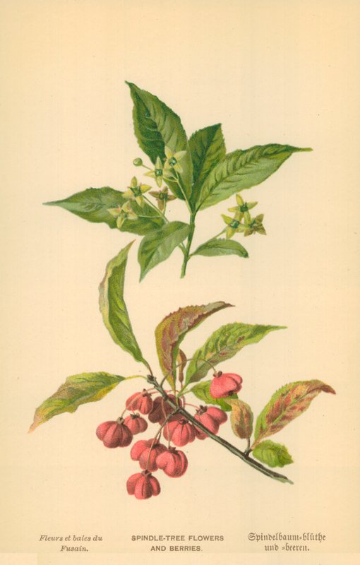Spindel-tre blomster og bær av William Henry James Boot