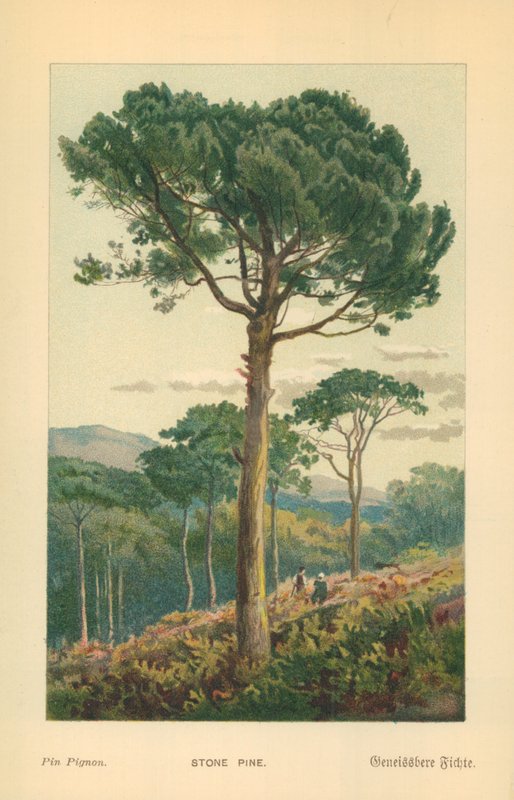 Steinfuru av William Henry James Boot