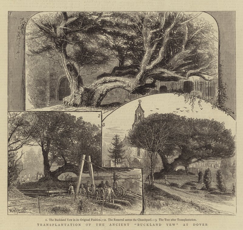 Transplantasjon av den gamle Buckland Yew ved Dover av William Henry James Boot