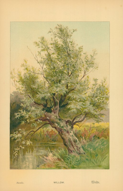 Willow av William Henry James Boot