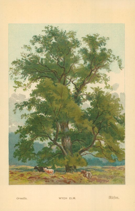 Wych Elm av William Henry James Boot