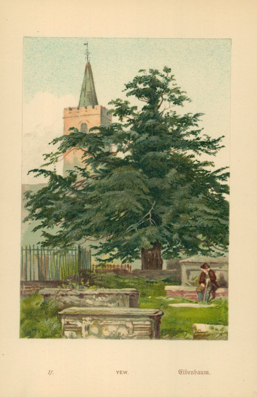 Barlind av William Henry James Boot