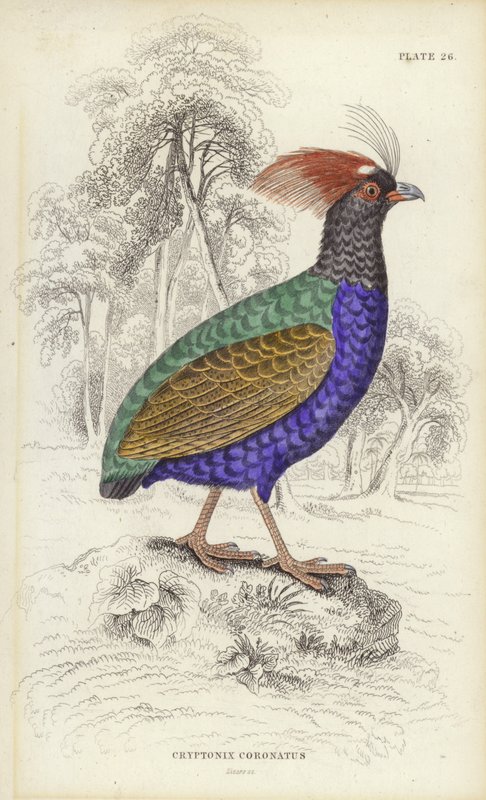 Cryptonix Coronatus av William Home Lizars
