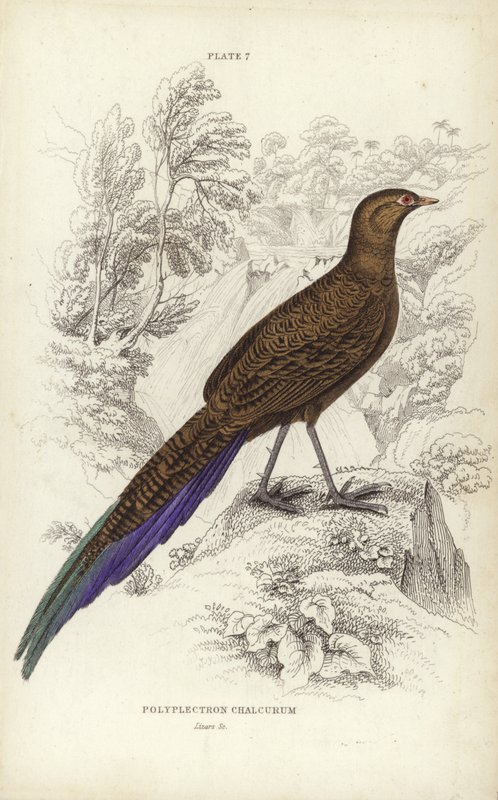 Polyplectron Chalcurum av William Home Lizars