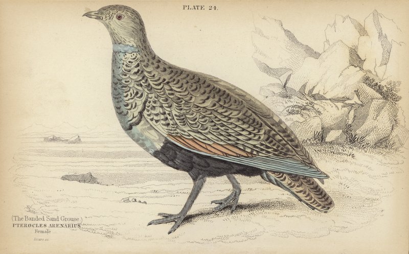 The Banded Sand Rype av William Home Lizars