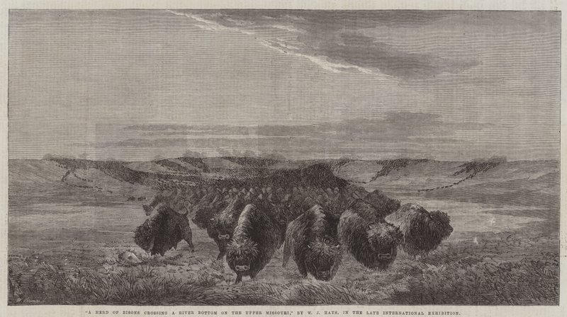 En flokk med bisoner som krysser en elvebunn på Upper Missouri, i den sene internasjonale utstillingen av William Jacob, Sr. Hays