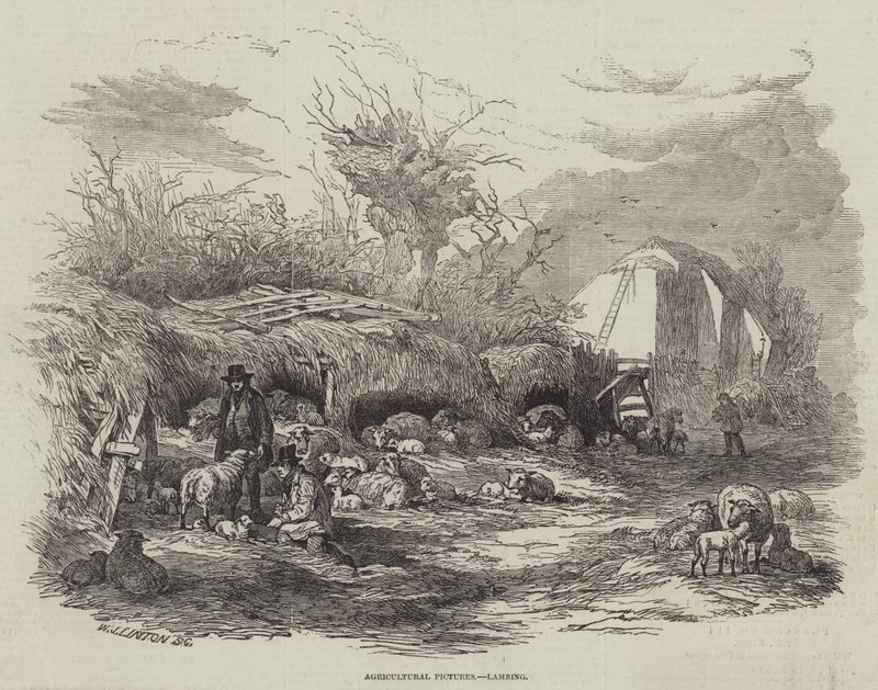 Landbruksbilder, lamming av William James Linton