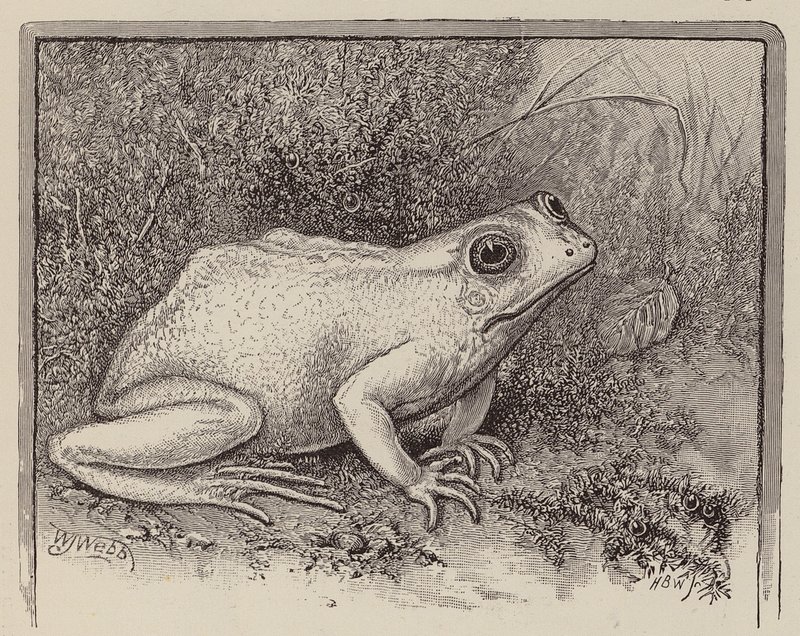  av William James Webbe