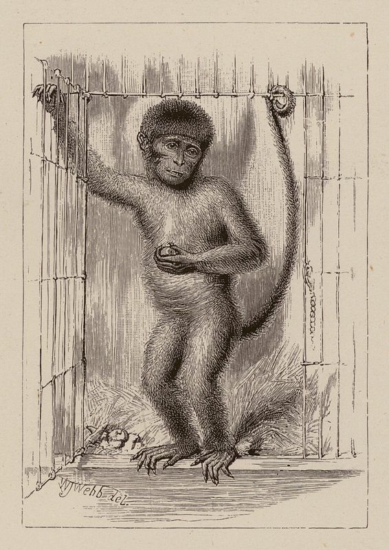  av William James Webbe