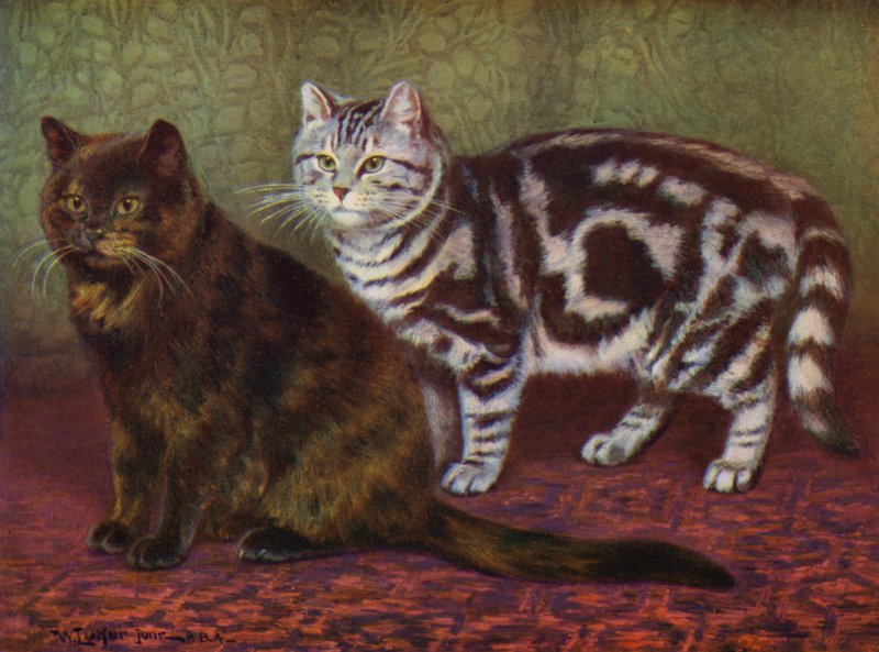 Skilpaddekatten og Tabby One (farge litho) av William Luker