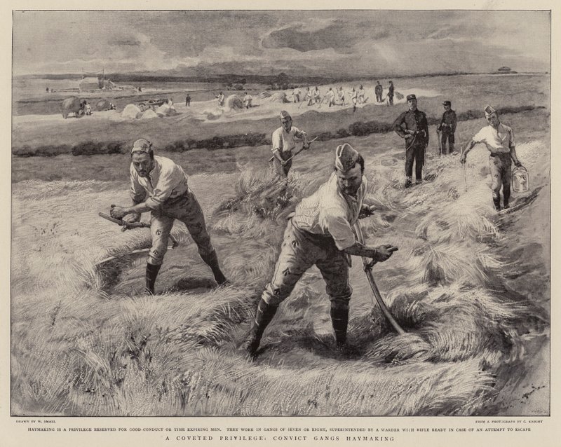 Et ettertraktet privilegium, Convict Gangs Haymaking av William Small