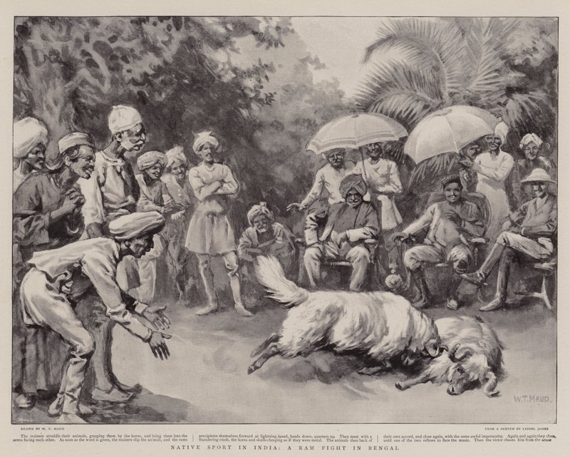 Native Sport i India, en Ram Fight i Bengal av William T. Maud