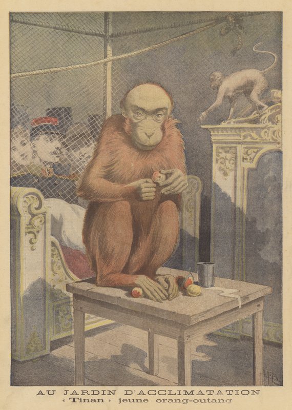Tinan, en ung orangutang utstilt på Jardin d