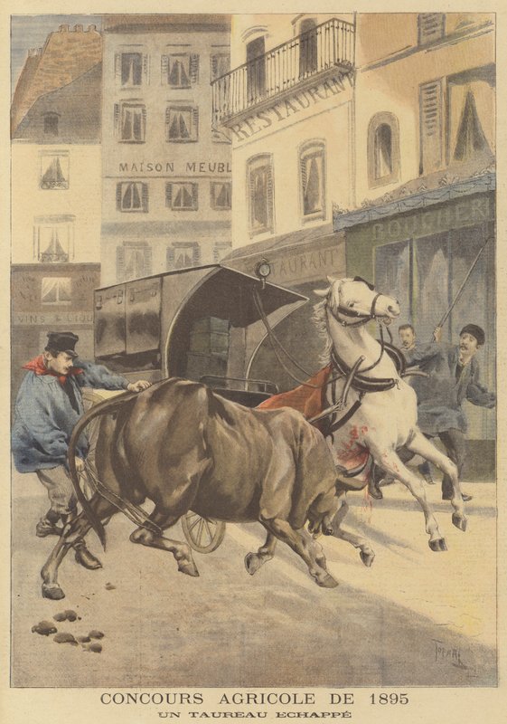 Landbruksutstilling av 1895. En rømt okse av after Oswaldo Tofani