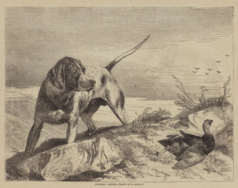Såret rype av after Richard Ansdell