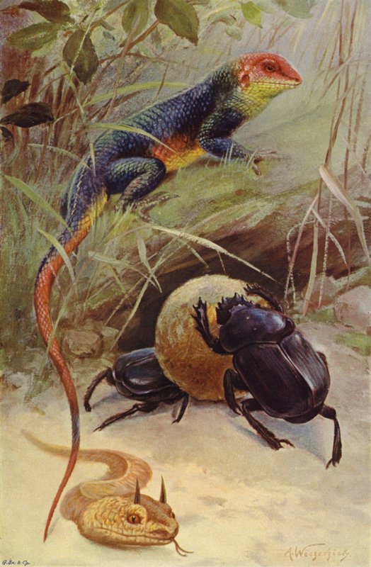 Agama, Horned Viper og Sacred Beetle av after Wilhelm Kuhnert