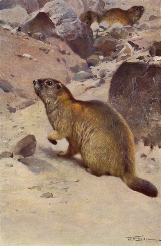 Alpine murmeldyr av after Wilhelm Kuhnert