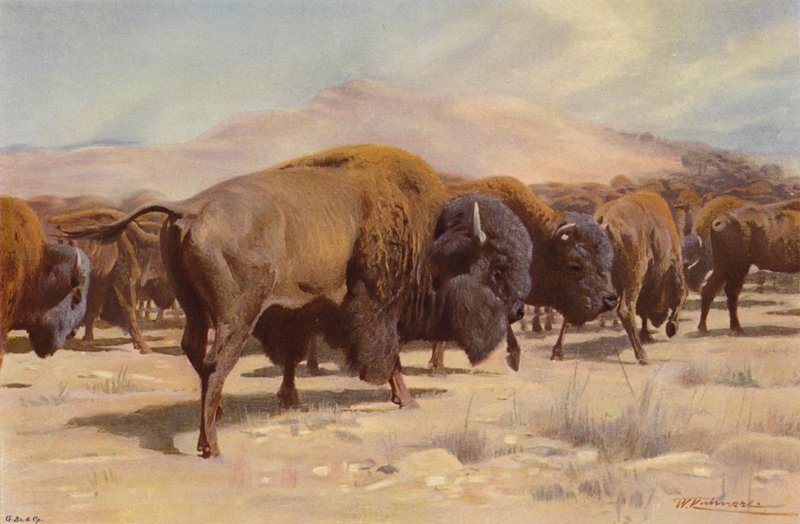 Amerikansk bison av after Wilhelm Kuhnert