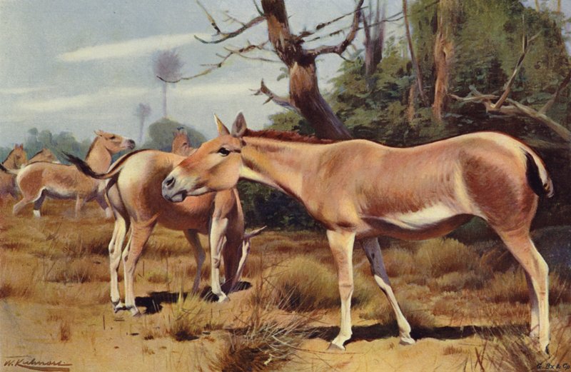Asiatisk villass av after Wilhelm Kuhnert