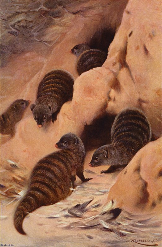 Banded Mongoose av after Wilhelm Kuhnert