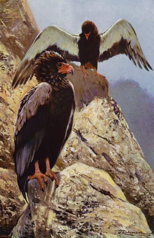 Bateleur Eagle av after Wilhelm Kuhnert