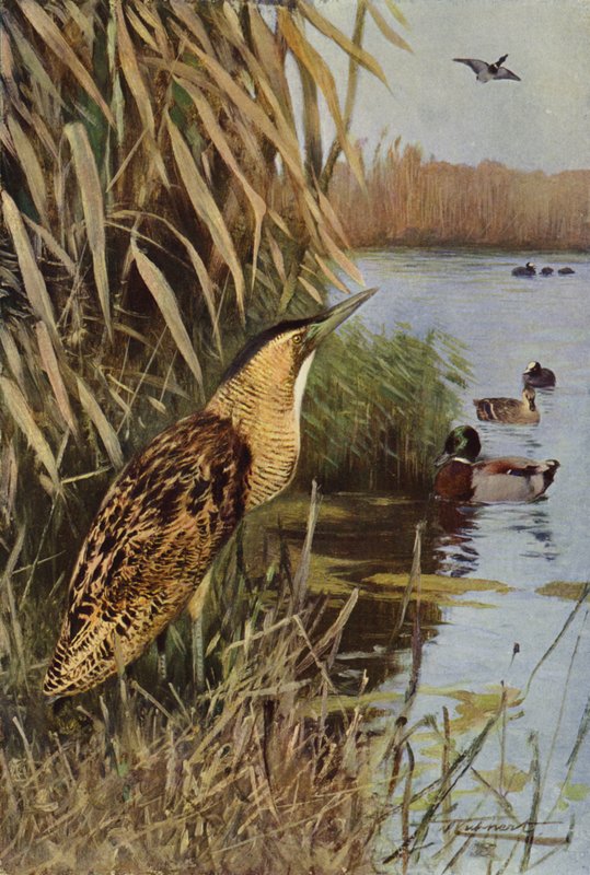 Bittern av after Wilhelm Kuhnert