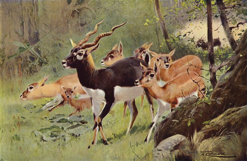 Black-Buck av after Wilhelm Kuhnert