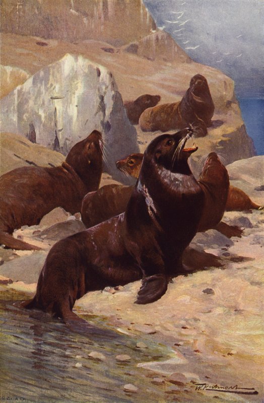 Kalifornisk sjøløve av after Wilhelm Kuhnert
