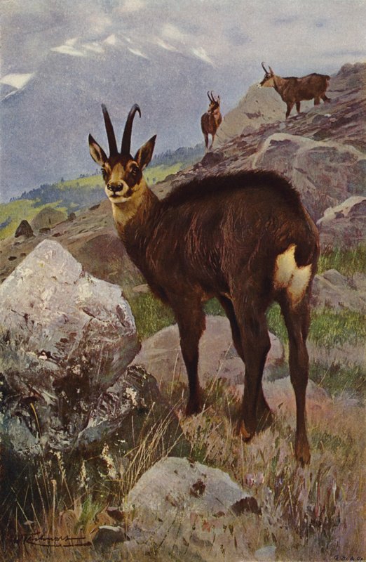 Gems av after Wilhelm Kuhnert