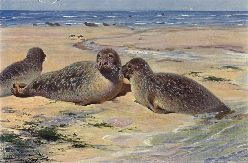 Vann sel av after Wilhelm Kuhnert