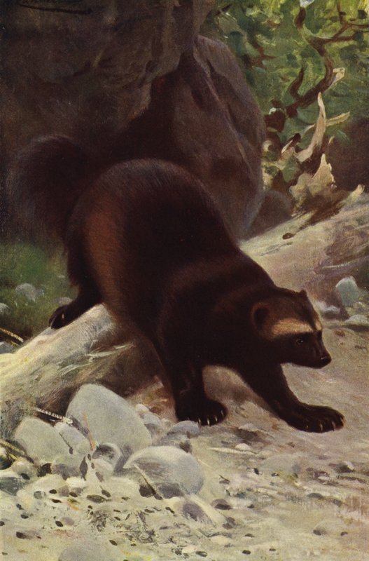 Fråts eller Jerv av after Wilhelm Kuhnert