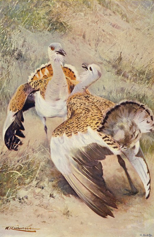 Stor bustard av after Wilhelm Kuhnert