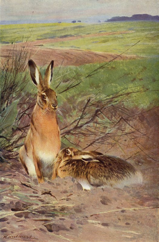 Hare av after Wilhelm Kuhnert