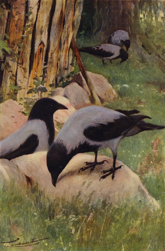 Hettekråke av after Wilhelm Kuhnert