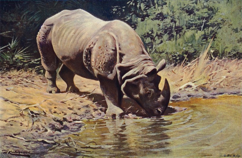 Indisk neshorn av after Wilhelm Kuhnert