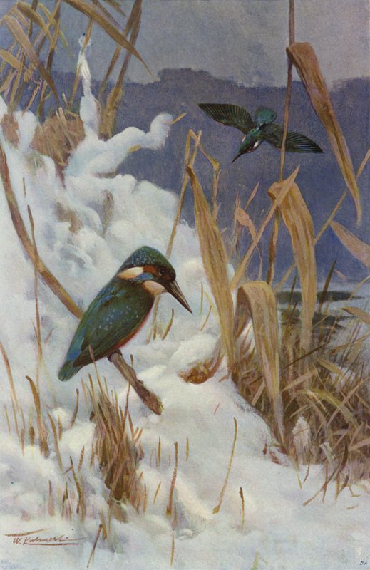 Kingfisher av after Wilhelm Kuhnert