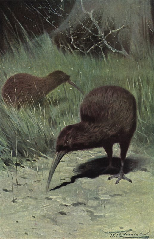 Kiwi av after Wilhelm Kuhnert