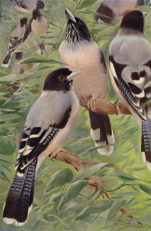 Lanceolated Jay av after Wilhelm Kuhnert